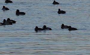 Tufted Duck
