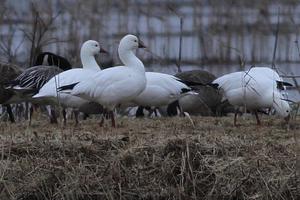 Ross's Goose