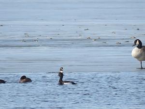 Tufted Duck