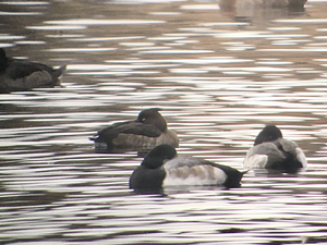 Tufted Duck
