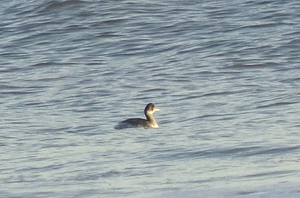 Eared Grebe