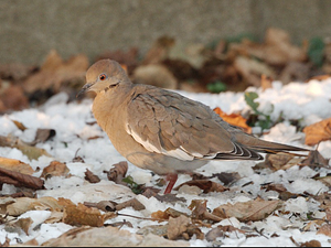 White-winged Dove