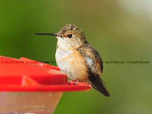 Rufous/Allen's Hummingbird