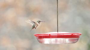 Rufous/Allen's Hummingbird