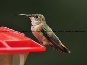Rufous/Allen's Hummingbird
