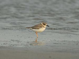 Wilson's Plover