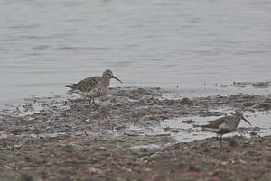 Curlew Sandpiper