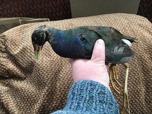 Purple Gallinule