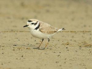 Snowy Plover