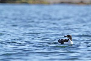 Thick-billed Murre