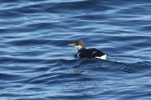 Thick-billed Murre