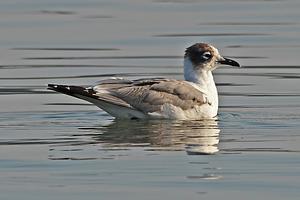 Franklin's Gull