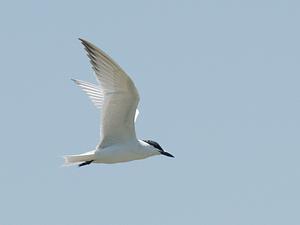 Gull-billed Tern