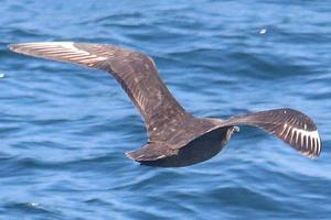 South Polar Skua