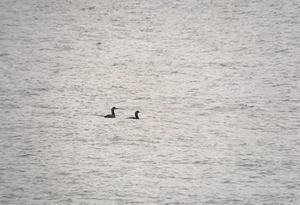 Pacific Loon