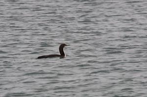 Pacific Loon