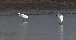 Little Egret
