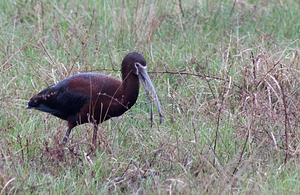 White-faced Ibis