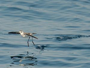 White-faced Storm-Petrel