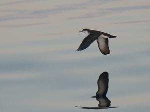 Sargasso Shearwater