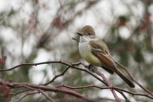 Ash-throated Flycatcher
