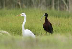 White-faced Ibis