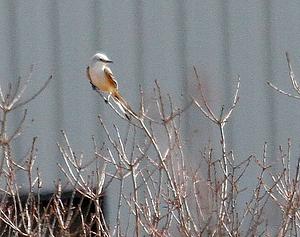 Scissor-tailed Flycatcher