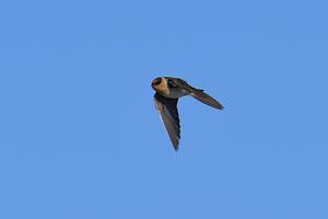 Cave Swallow