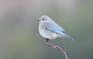 Mountain Bluebird