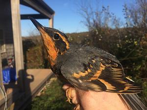 Varied Thrush