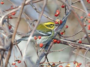 Townsend's Warbler