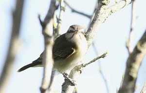 Black-whiskered Vireo