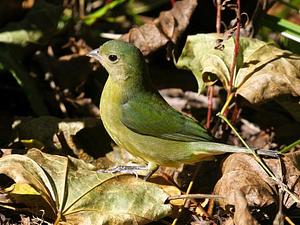 Painted Bunting